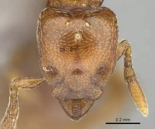 Strumigenys superstes specimen CASENT0749291 image casent0749291_2