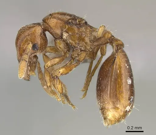 Strumigenys superstes specimen CASENT0749291 image casent0749291_3