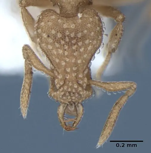 Strumigenys sutrix specimen ANIC32-017814 image anic32-017814_3