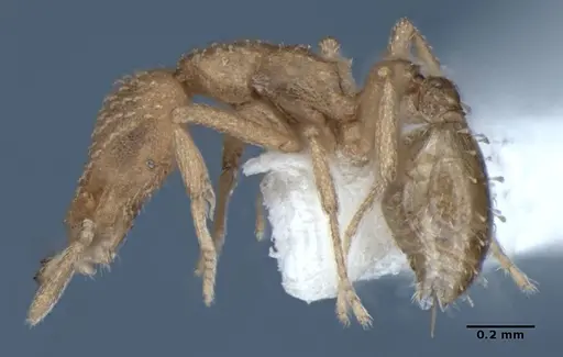 Strumigenys sutrix specimen ANIC32-017814 image anic32-017814_4
