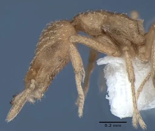 Strumigenys sutrix specimen ANIC32-017814 image anic32-017814_5