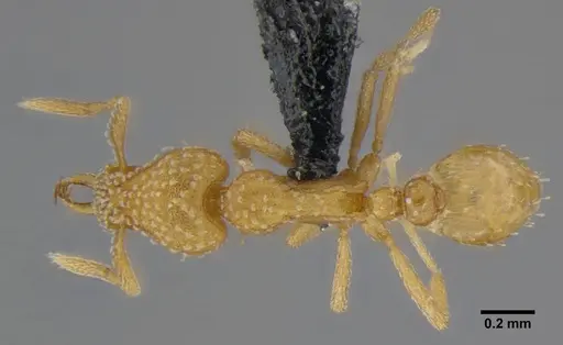 Strumigenys sutrix specimen ANTWEB1032257 image antweb1032257_1