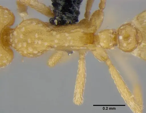 Strumigenys sutrix specimen ANTWEB1032257 image antweb1032257_2