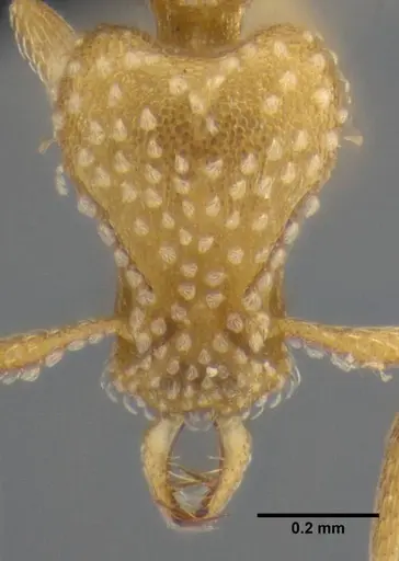 Strumigenys sutrix specimen ANTWEB1032257 image antweb1032257_3