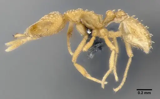 Strumigenys sutrix specimen ANTWEB1032257 image antweb1032257_4