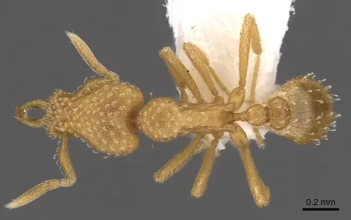 Strumigenys sutrix specimen CASENT0900919 image casent0900919_1