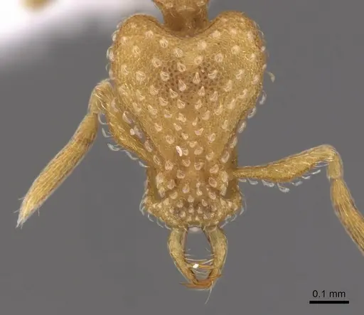 Strumigenys sutrix specimen CASENT0900919 image casent0900919_2