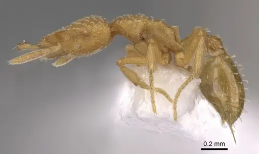 Strumigenys sutrix specimen CASENT0900919 image casent0900919_3