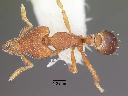 Strumigenys sydorata specimen CASENT0102619 image casent0102619_1