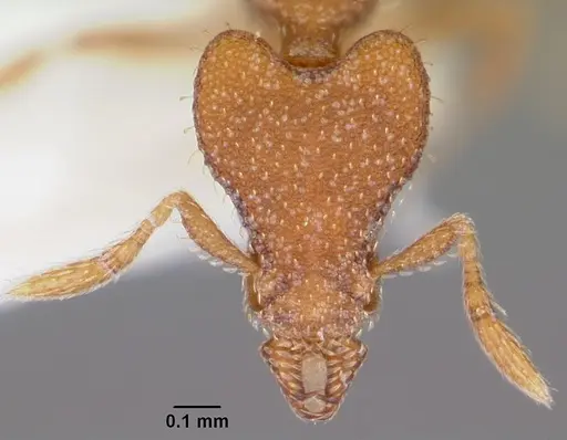 Strumigenys sydorata specimen CASENT0102619 image casent0102619_2