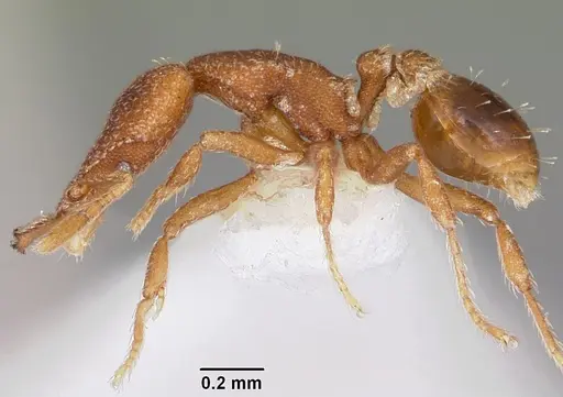 Strumigenys sydorata specimen CASENT0102619 image casent0102619_3