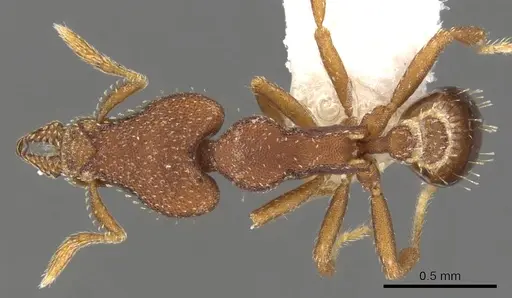 Strumigenys sydorata specimen CASENT0900777 image casent0900777_1