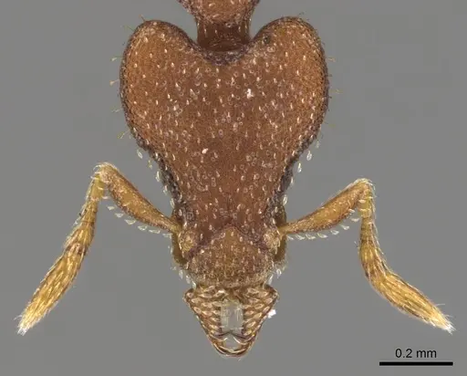 Strumigenys sydorata specimen CASENT0900777 image casent0900777_2
