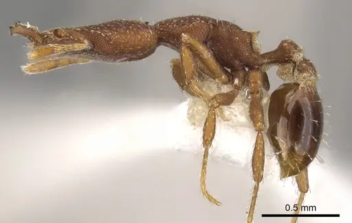 Strumigenys sydorata specimen CASENT0900777 image casent0900777_3