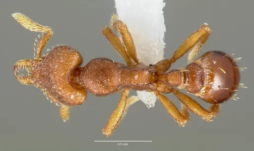 Strumigenys sylvaini specimen CASENT0005639 image casent0005639_1
