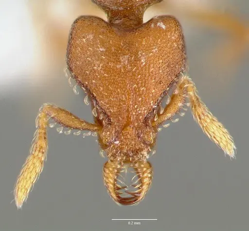 Strumigenys sylvaini specimen CASENT0005639 image casent0005639_2