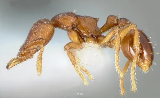 Strumigenys sylvaini specimen CASENT0005639 image casent0005639_3