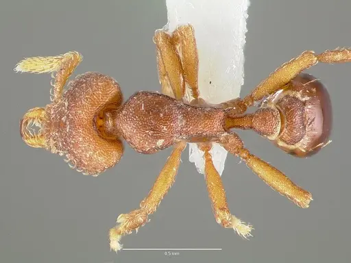 Strumigenys sylvaini specimen CASENT0005640 image casent0005640_1