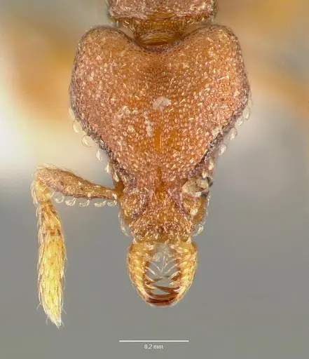 Strumigenys sylvaini specimen CASENT0005640 image casent0005640_2