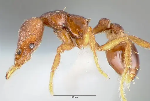 Strumigenys sylvaini specimen CASENT0005640 image casent0005640_3
