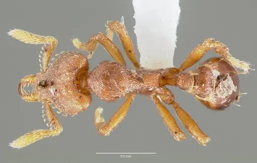 Strumigenys sylvaini specimen CASENT0005641 image casent0005641_1