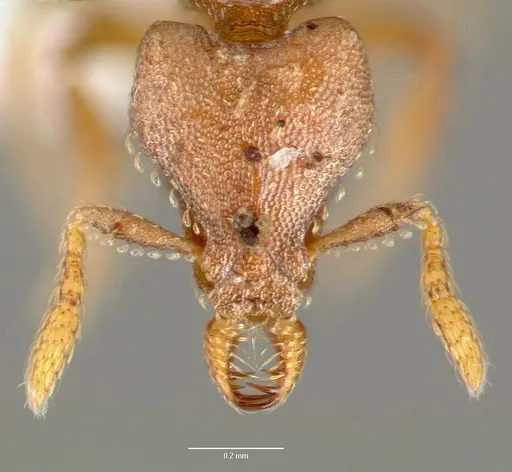 Strumigenys sylvaini specimen CASENT0005641 image casent0005641_2
