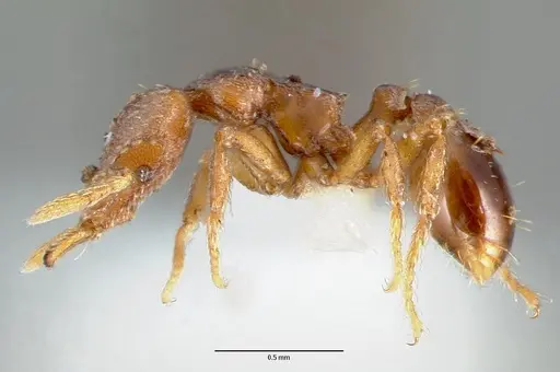 Strumigenys sylvaini specimen CASENT0005641 image casent0005641_3