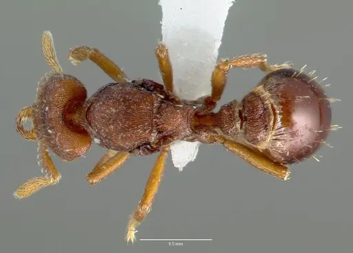Strumigenys sylvaini specimen CASENT0006033 image casent0006033_1