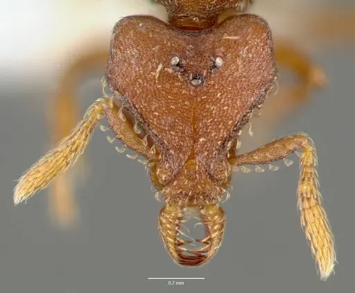 Strumigenys sylvaini specimen CASENT0006033 image casent0006033_2