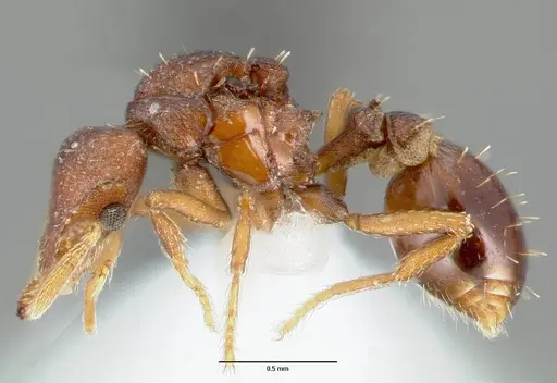 Strumigenys sylvaini specimen CASENT0006033 image casent0006033_3