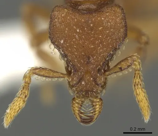 Strumigenys sylvaini specimen CASENT0900694 image casent0900694_2