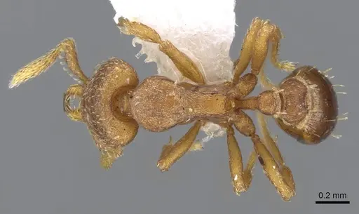 Strumigenys sylvaini specimen CASENT0914777 image casent0914777_1