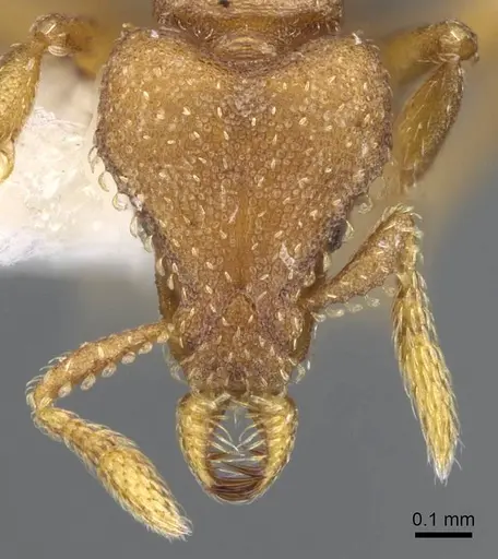 Strumigenys sylvaini specimen CASENT0914777 image casent0914777_2
