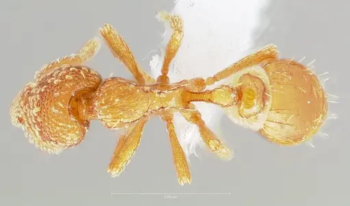 Strumigenys symmetrix specimen CASENT0005891 image casent0005891_1