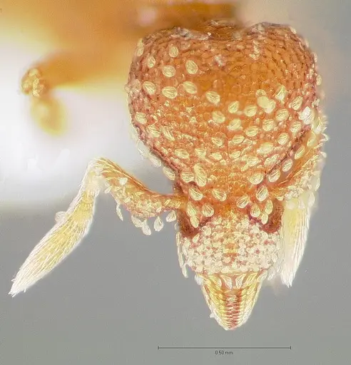 Strumigenys symmetrix specimen CASENT0005891 image casent0005891_2