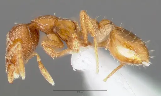 Strumigenys symmetrix specimen CASENT0005891 image casent0005891_3