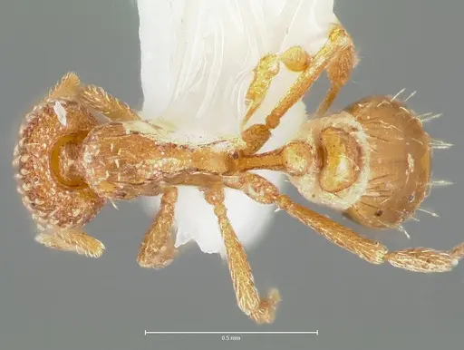 Strumigenys symmetrix specimen CASENT0005992 image casent0005992_1