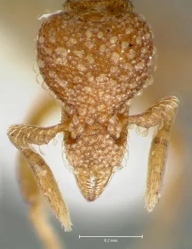 Strumigenys symmetrix specimen CASENT0005992 image casent0005992_2
