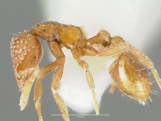 Strumigenys symmetrix specimen CASENT0005992 image casent0005992_3