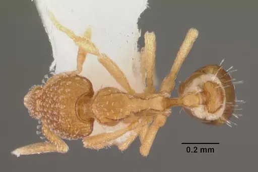 Strumigenys symmetrix specimen CASENT0102265 image casent0102265_1