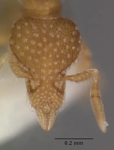 Strumigenys symmetrix specimen CASENT0102265 image casent0102265_2
