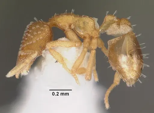 Strumigenys symmetrix specimen CASENT0102265 image casent0102265_3