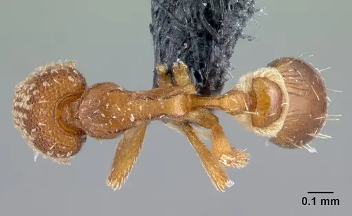 Strumigenys symmetrix specimen CASENT0108198 image casent0108198_1