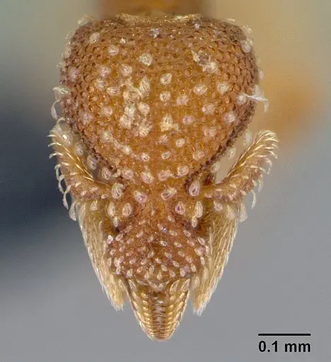 Strumigenys symmetrix specimen CASENT0108198 image casent0108198_2