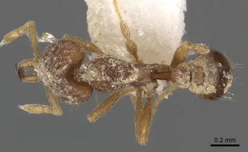 Strumigenys synchysis specimen CASENT0900892 image casent0900892_1