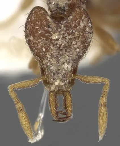 Strumigenys synchysis specimen CASENT0900892 image casent0900892_2