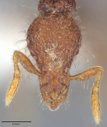 Strumigenys synkara specimen CASENT0005957 image casent0005957_1