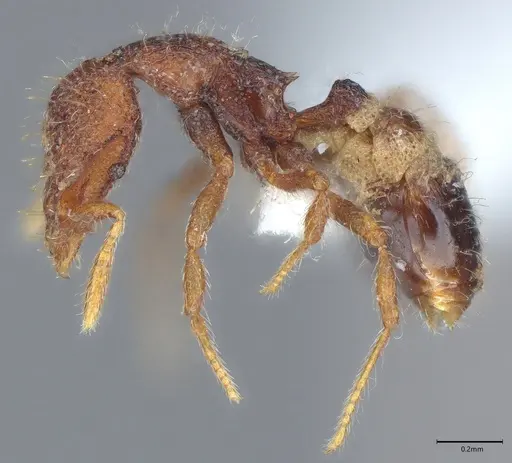 Strumigenys synkara specimen CASENT0005957 image casent0005957_2