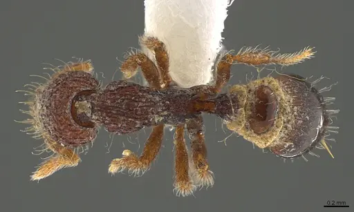 Strumigenys synkara specimen CASENT0845034 image casent0845034_1