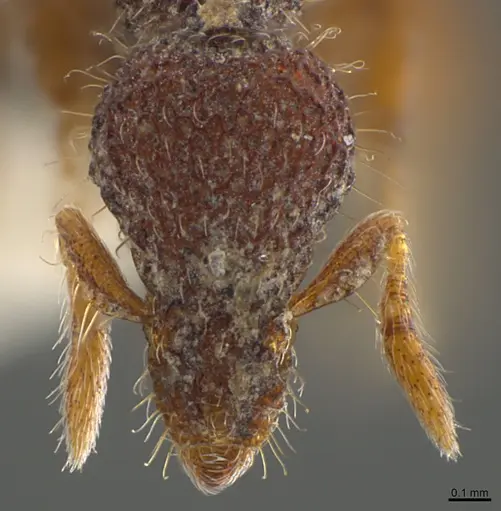 Strumigenys synkara specimen CASENT0845034 image casent0845034_2
